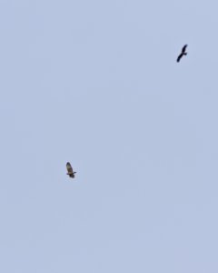 IMGL6645 7D2 Z150-500 2018-02-08
