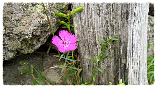 Chemin de compostelle