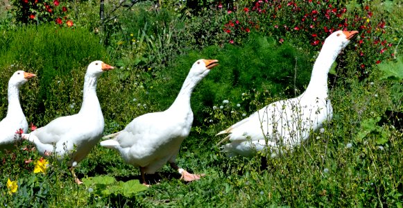 Quatre oies