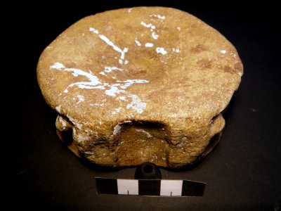 Unknown vertebra