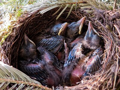 Bird's nest blackbird nest bird photo