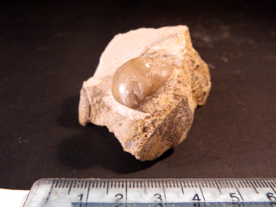 Sphaeroidothyris sphaeroidalis