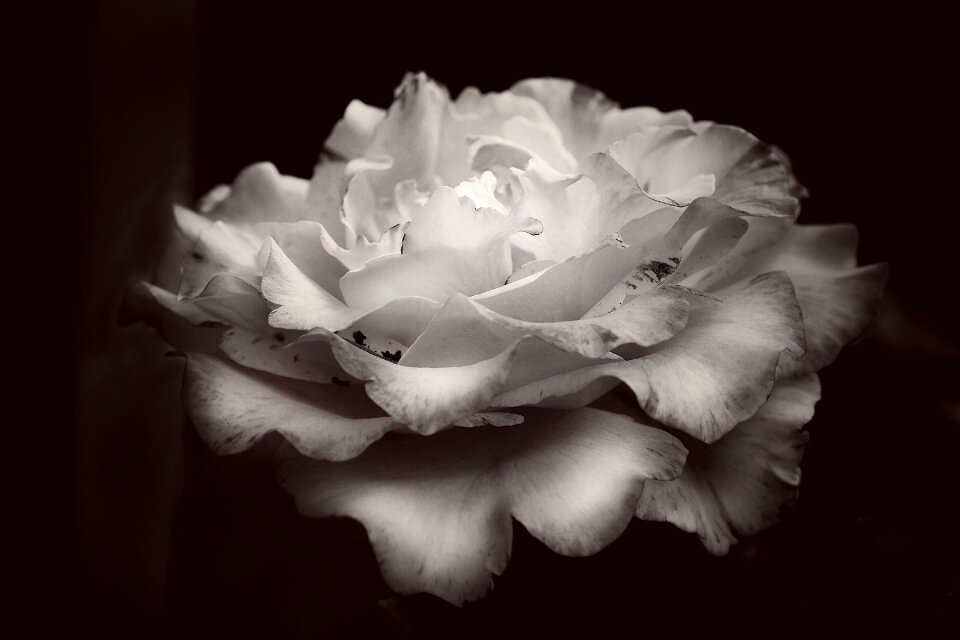 Flower rose bloom background