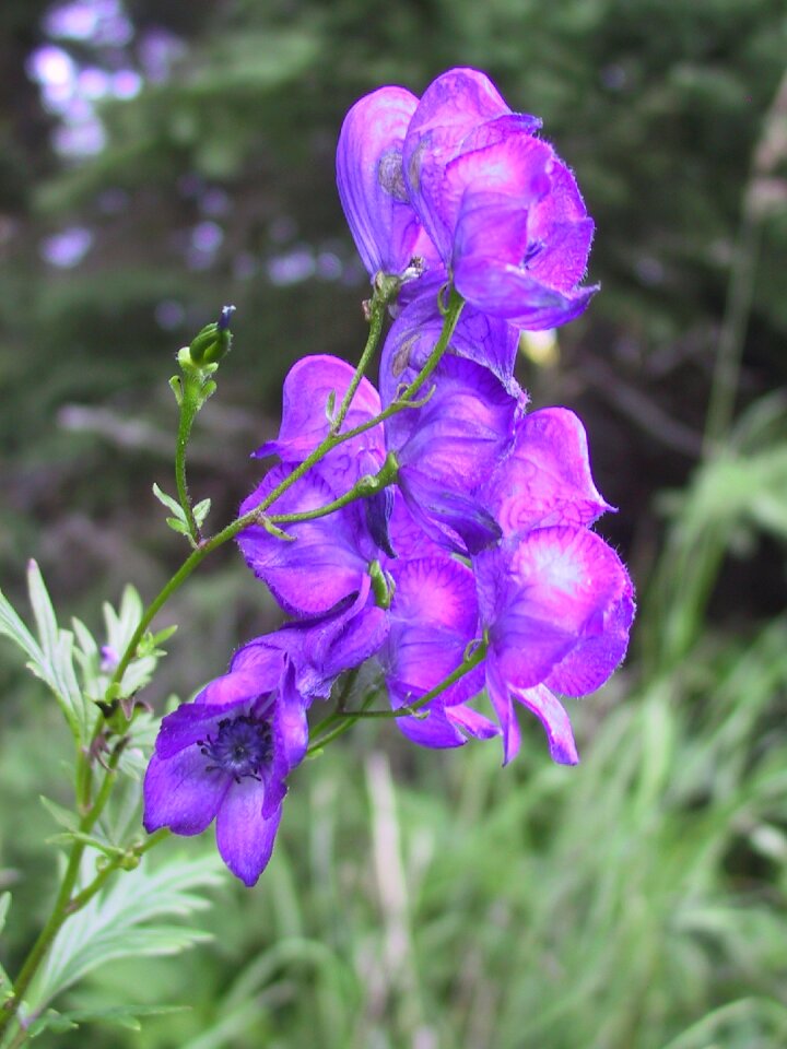 Purple poisonous poison
