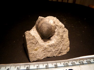 Bivalve