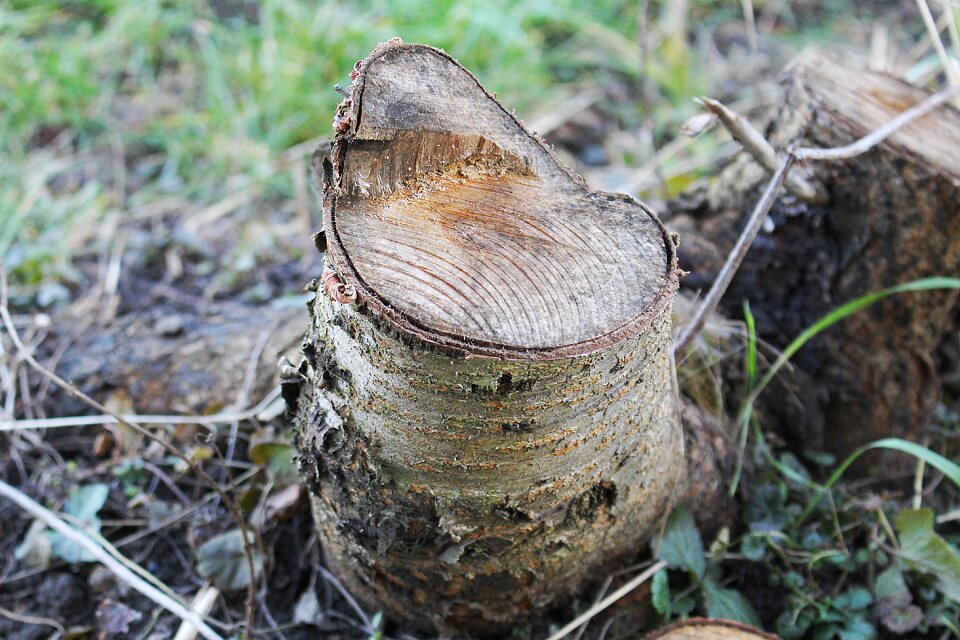 Bark wood sawed off