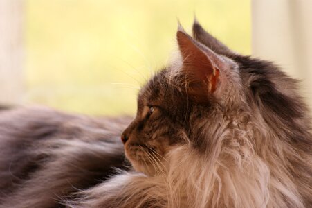 Charming animals furry