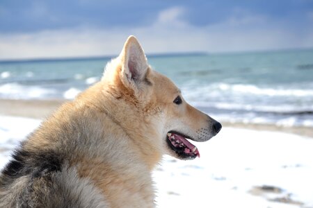 Animal hybrid sled dog