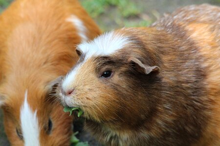 Domestica rosette guinea pig rodent photo