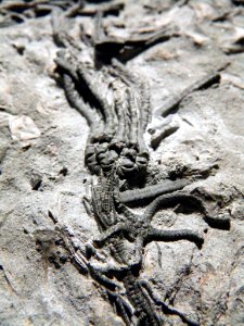 Balanocrinus gracilis and Palaeocoma milleri?