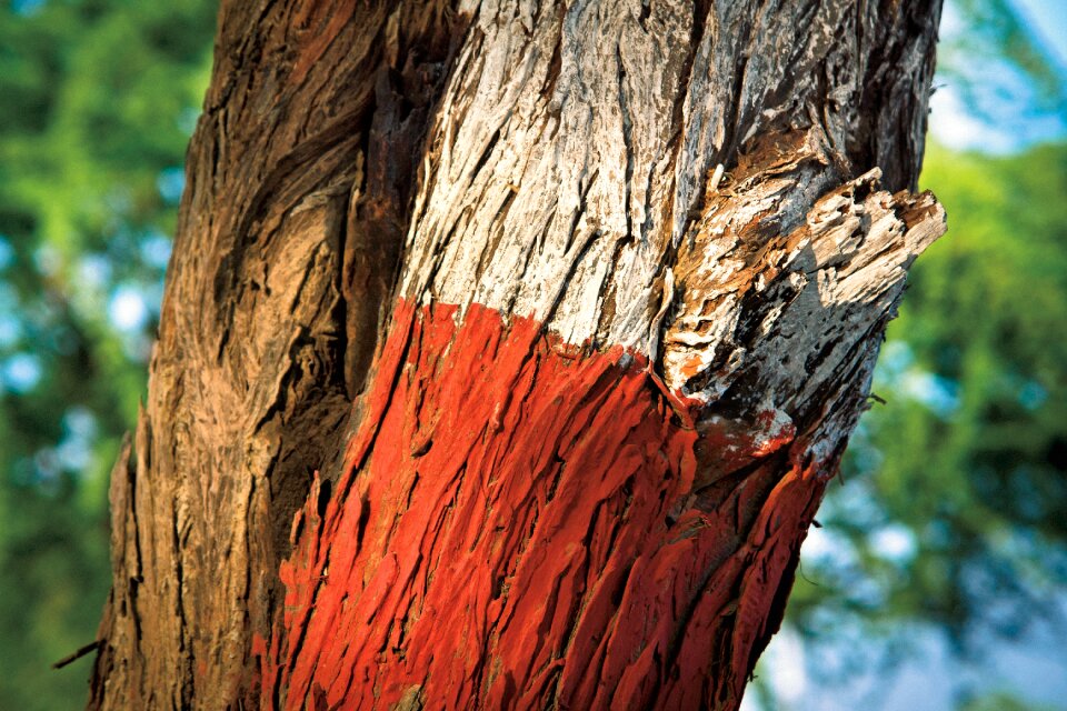 Travel national park forest
