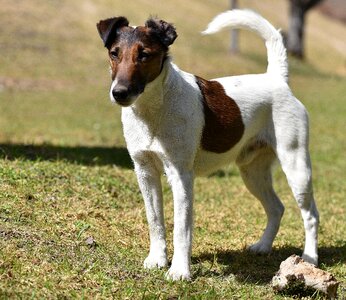 Terrier white brown spotted