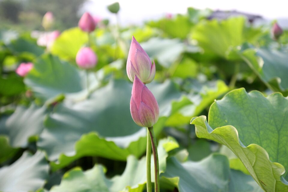 Flower nature blooming