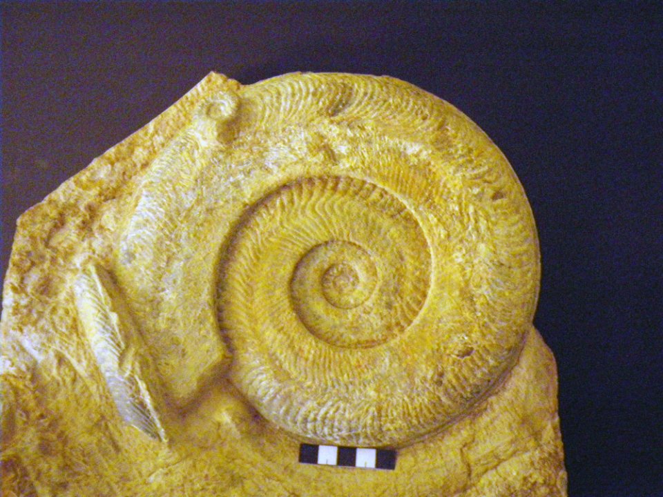 Harpoceras falciferum