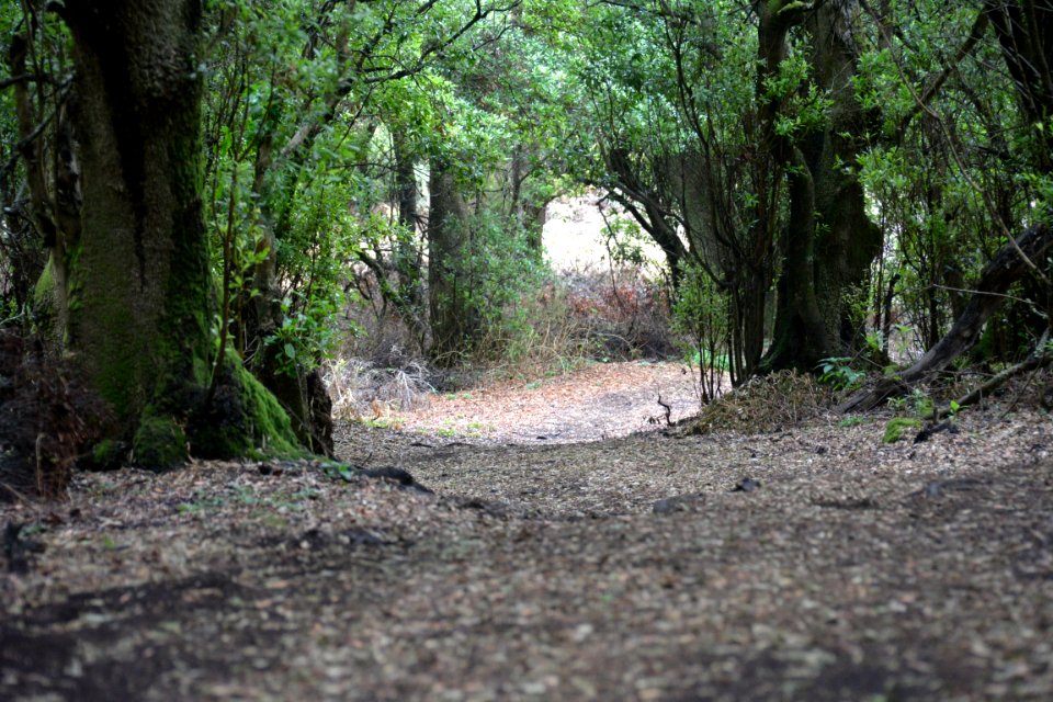 Sendero "La Llanía" El Hierro