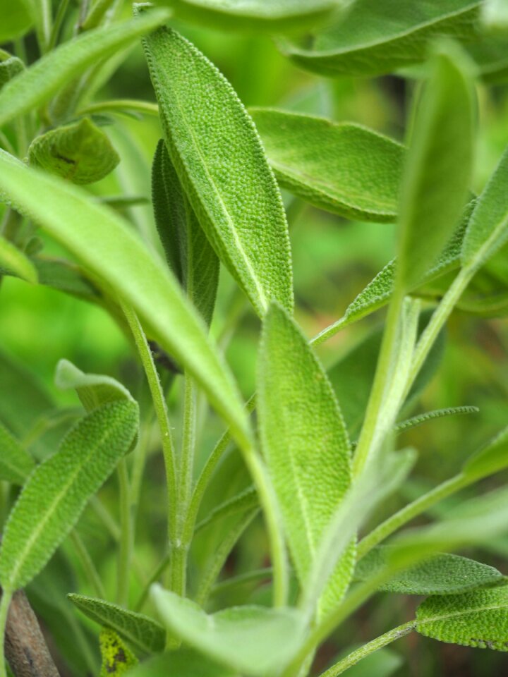 Plant salvia garden plant