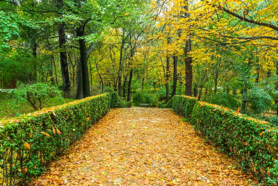 Nature leaves landscape