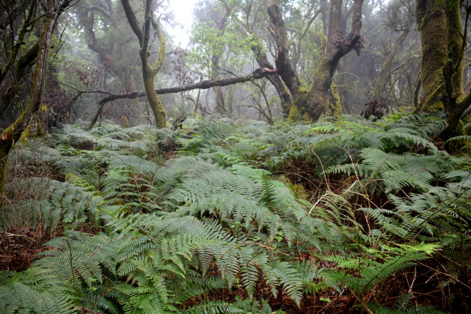 Sendero "La Llanía" El Hierro