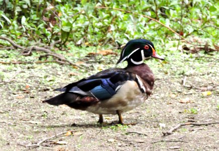 Wood Duck photo