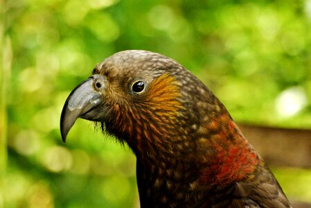 Parrot beak brown photo