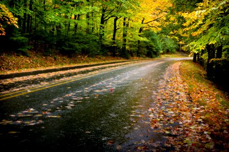 Autumn Leaves on Road - Acadia National Park, ME photo
