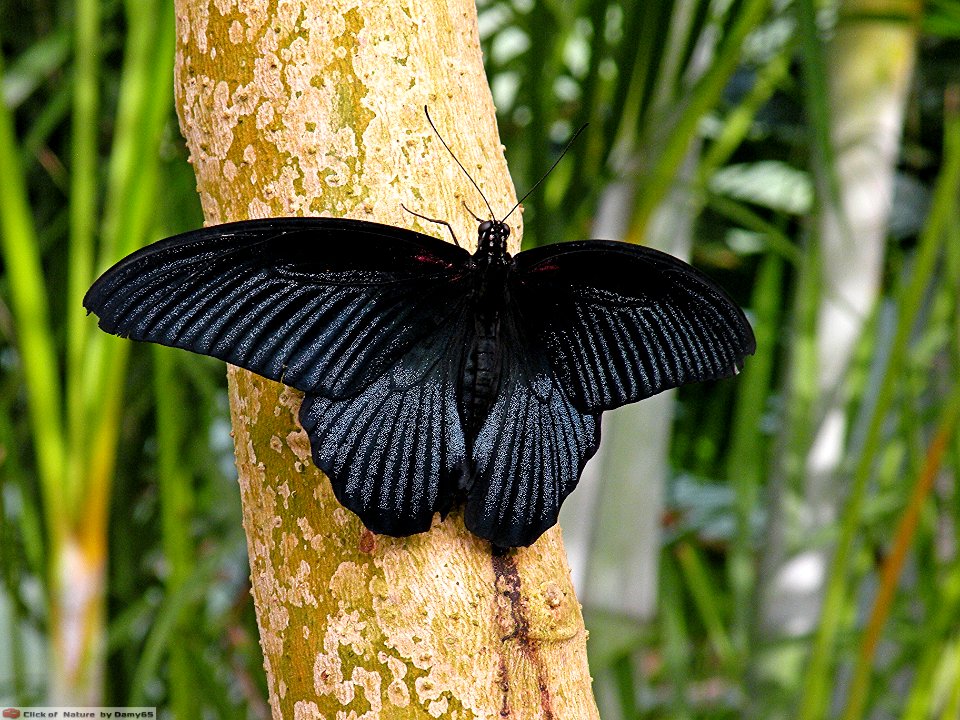 DAM1472 - Papilio memnon agenor - Great Mormon