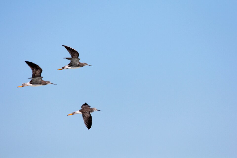Sky birds in flight wings
