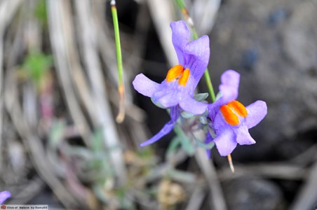 DAM1565 - Linaiola alpina (Linaria alpina L. Mill.)