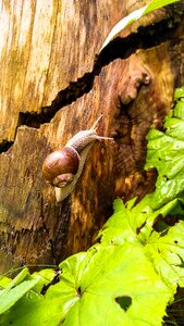 Macro slowly mollusk