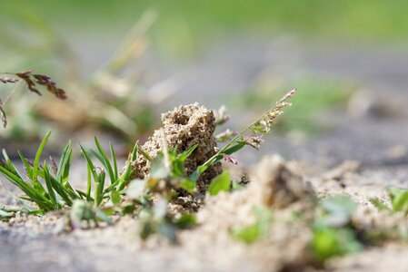 Ant nature insect