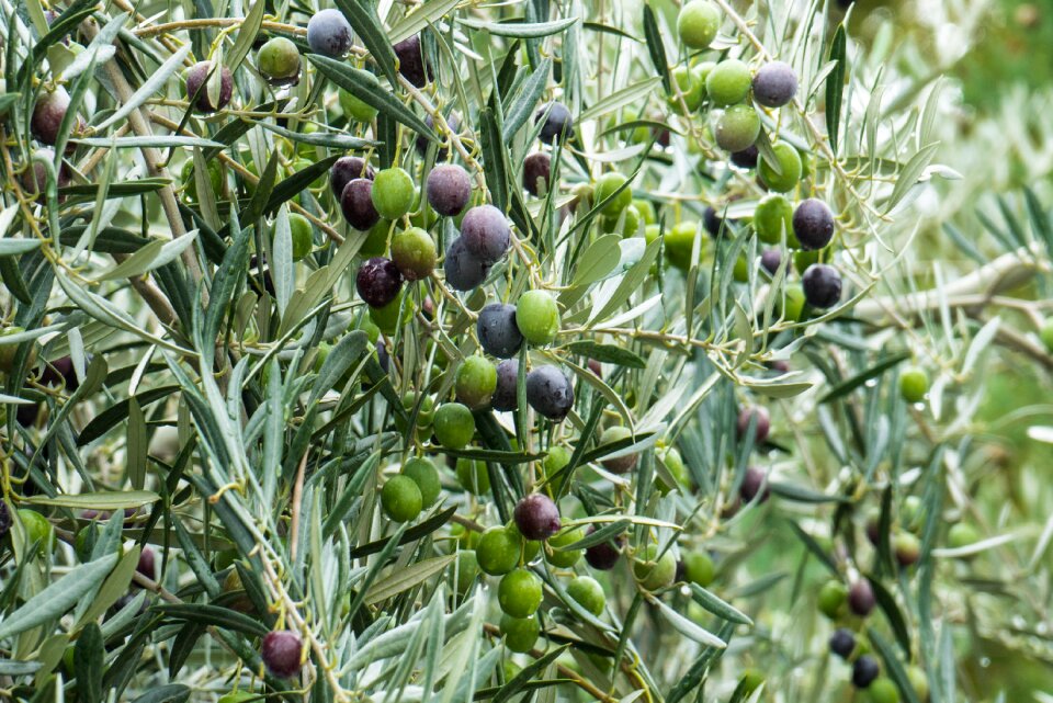 Fruit nature vegetable
