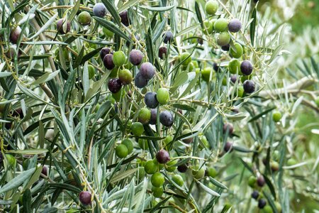 Fruit nature vegetable
