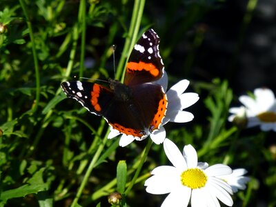 Butterfly flower summer photo