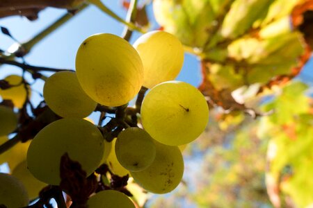 Low angle shot wine harvest vintage