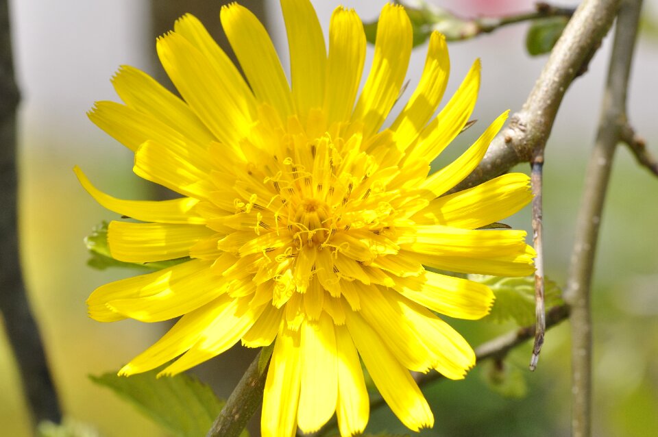 Pointed flower blossom bloom