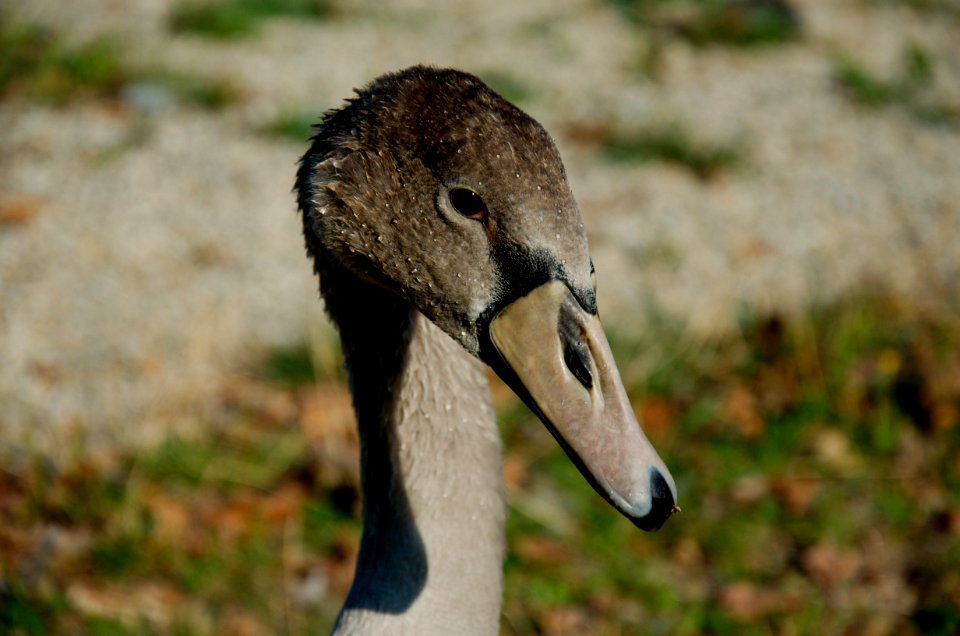 young swan