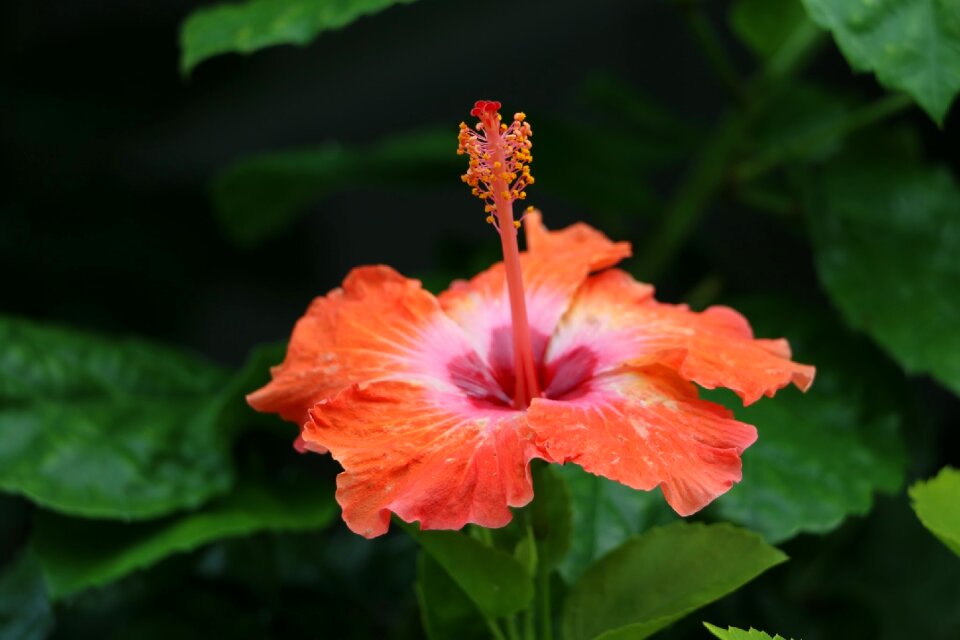 Blossom exotic hawaii