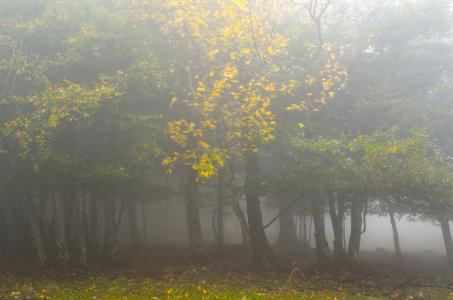 Brouillard 4