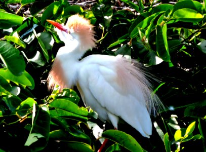 Cattle Egret at Wakodahatcheee