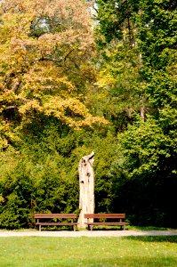 Old tree