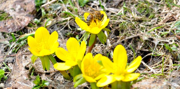 Flowers blossom bloom photo