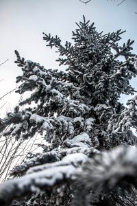Pine tree look up winter