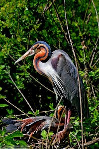 DAM2110 -Airone rosso (Ardea purpurea)