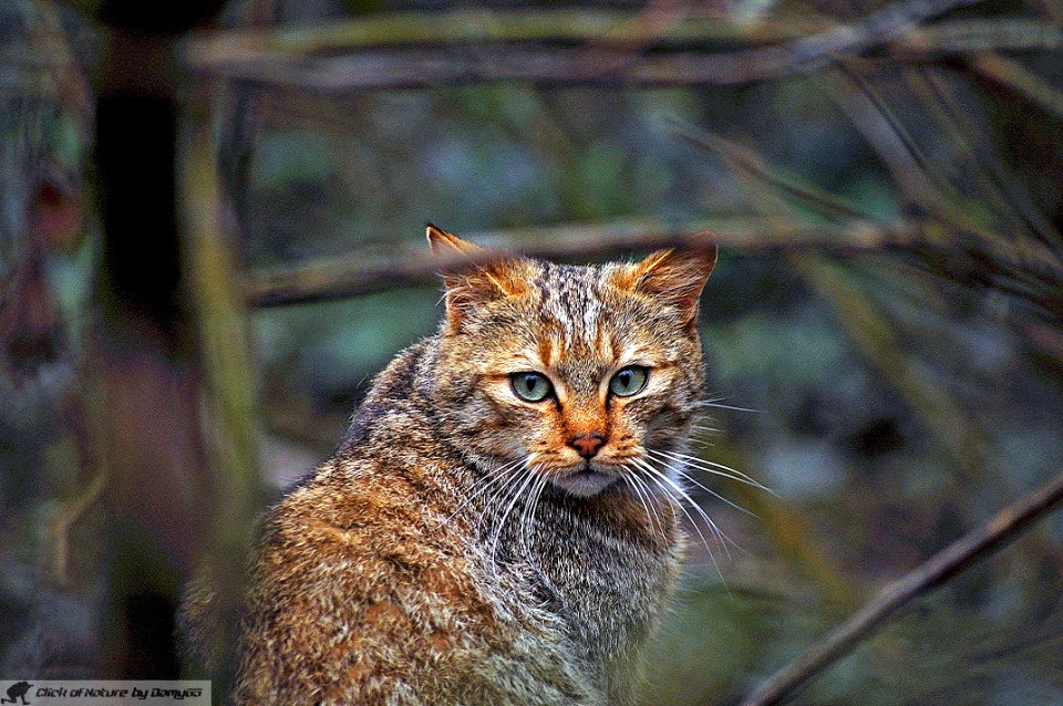 DAM2042 - Gatto selvatico
