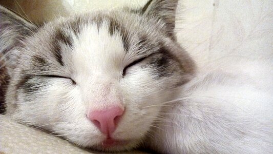 Cat sleeping cat pets