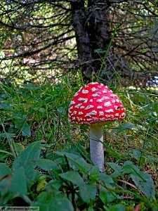DAM2038 - Amanita muscaria