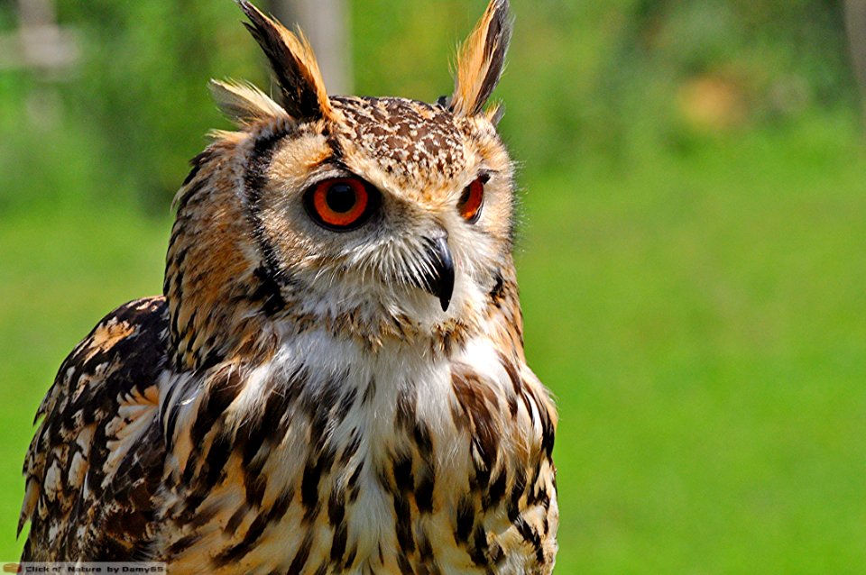 DAM1815 - Gufo reale (Bubo bubo)
