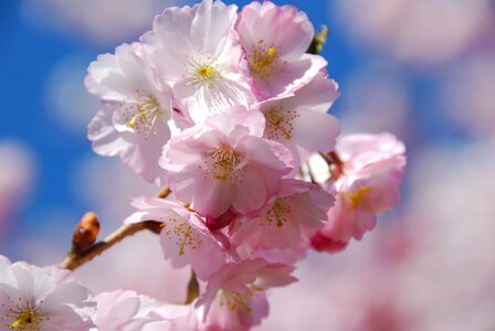 Cherry blossom spring flowering trees photo