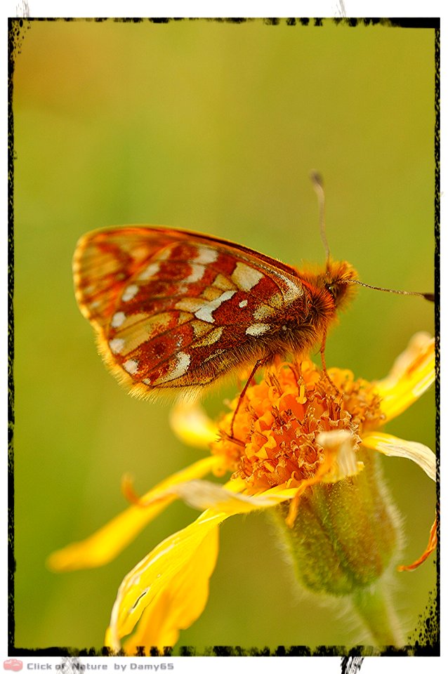 DAM1678 - Boloria pales