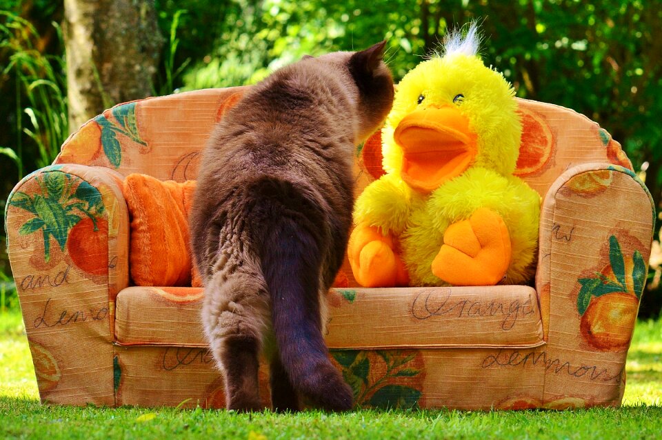 Duck cat british shorthair